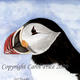 Puffin Close Up