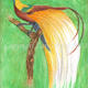 Bird of Paradise