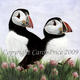 puffins-in-sea-thrift