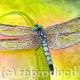 Blue Dasher Dragonfly