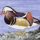 Mandarin Duck