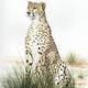 Cheetah