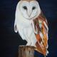 Young Barn Owl