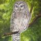 Ural Owl