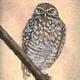 Burrowing Owl