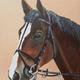 Kauto Star