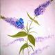 Butterfly and Buddleas