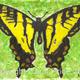 1 Western Tiger Swallowtail