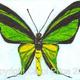 3 Birdwing Butterfly