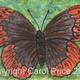 4 Diana Fritillary