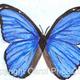 6 Morpho didius