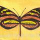 7 Melinaea Lilis Flavicans