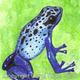 Blue Poison Dart Frog