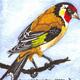 Goldfinch