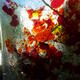 Autumn Leaves Detail