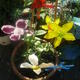 Mollies Glass Flowers