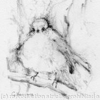 Little Bird