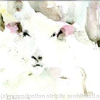 sheep 1
