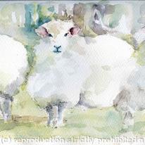 three sheep