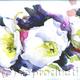 Leeds Castle Flower… | (sold) | | Watercolour and graphite Leeds Castle Flower…