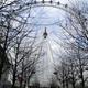 The London Eye | | | The London Eye