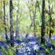 Bluebells at Linacre