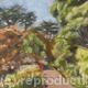 Tresco Abbey Gardens | £210 | 40 x 45cm | Oil on linen. Tresco Abbey Gardens