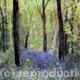 Bluebells and Birches