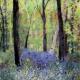 Print - Bluebells and…