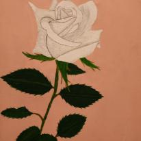 White Rose