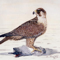 Kestral