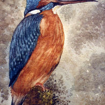 Kingfisher