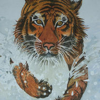 Tiger (running through water).