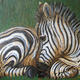 Baby zebra | ¥3900 | | Acrylics Baby zebra