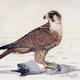 Kestral | (sold) | | Watercolour Kestral