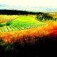 Plaine de Rousset | £150 | 876 x 559cm | Acrylic Plaine de Rousset