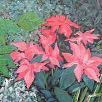 flowers 1