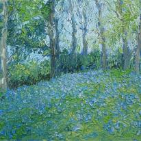 bluebells in may, standish I