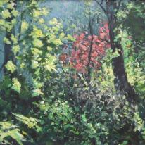 sunlight in the forest, with red bush