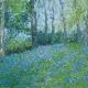 bluebells in may, standish…