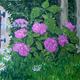 hydrangeas, moulin de…