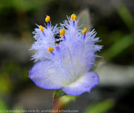 Monocot sp.