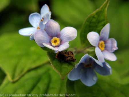 Boraginaceae
