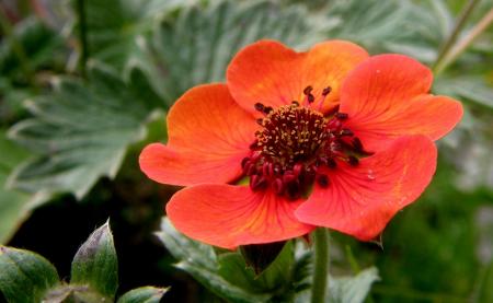 Geum sp.