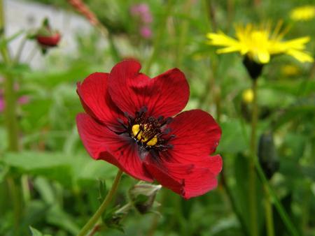 Geum sp.