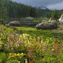 Alpin Flora, Julian Alps, Slovenia