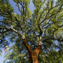 Stripped Cork Oak, Andalucia