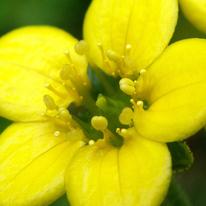 Himalayan Saxifrage