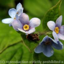Boraginaceae