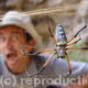spider, Tawi Attair…
